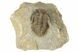Metacanthina Trilobite - Issoumour, Morocco #191846-1